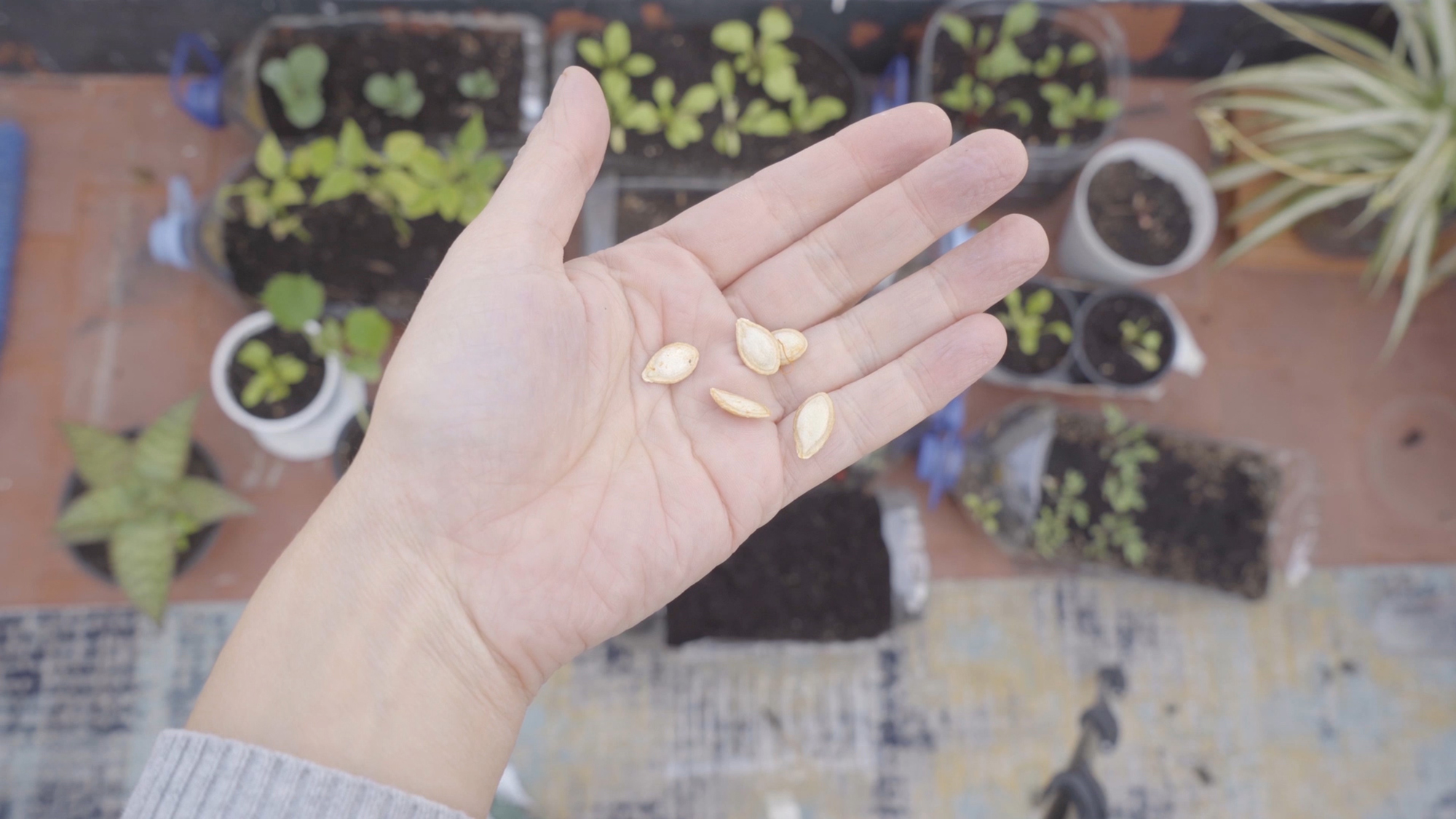 Film Poster con 4 laureles de selección a festivales